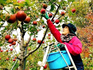 ５月６日〜７日【援農体験】北信りんごの里　田畑の楽校２０２３