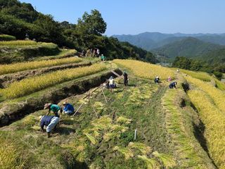 5��30���`31���y�_��Ƒ̌��z�F��̒I�c �c���̊y�Z