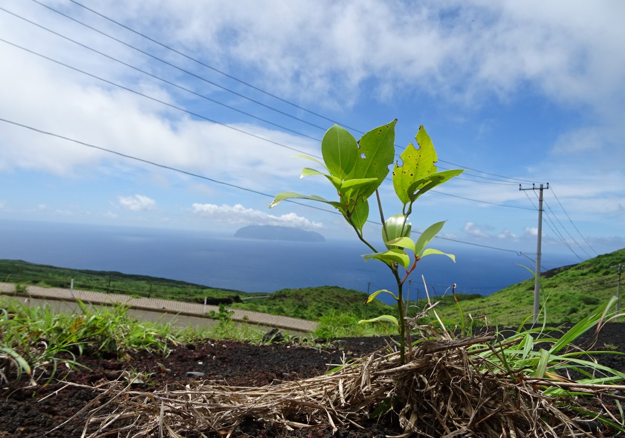 三宅島に緑を！植林ボランティア募集！