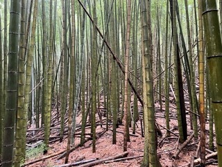 2022年10月15日【竹林作業体験】かずさの里　森林の楽校