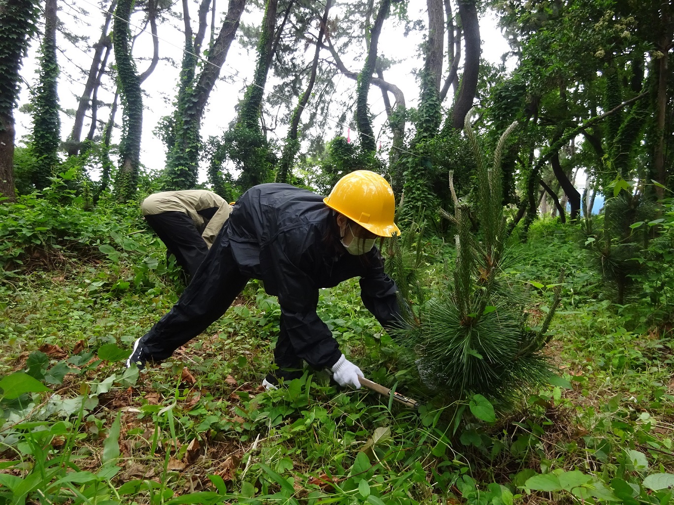 ◆湘南で砂防林づくり 湘南海岸林ボランティア◆神奈川県湘南海